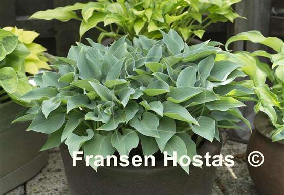 Hosta Slim and Trim